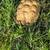 Albino Sulcata  tortoises 2 thumbnail