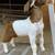 FFA/4H SHOW GOAT PROJECTS RISING VALLEY LIVESTOCK 3 thumbnail