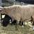 Beautiful Sweet Ewes for sale!! 5 thumbnail