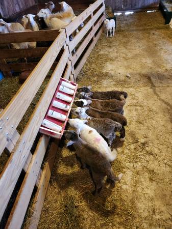 Bottle lambs 1