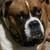 Boxer 1 thumbnail