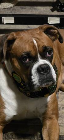 Boxer 1