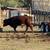 Cattle 1 thumbnail