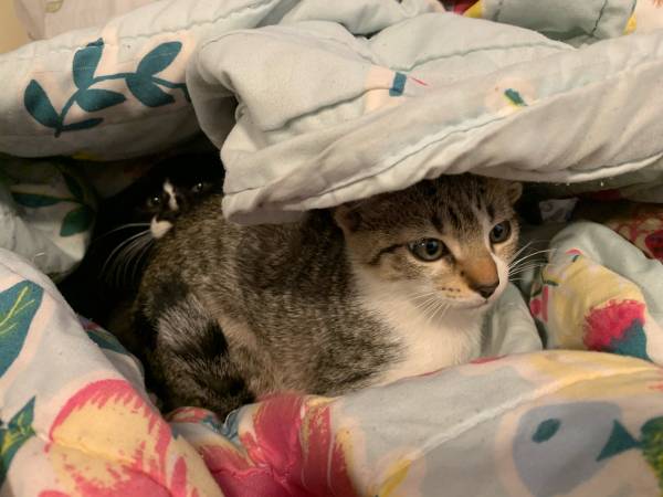 Kittens need new home (Ridgewood)63850258282113120