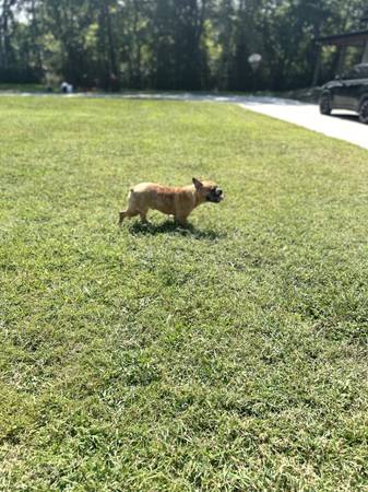 Cachorro adorable e inteligente, mitad francés, mitad micro bully necesita un nuevo hogar. (Murfreesboro)64013262645505121