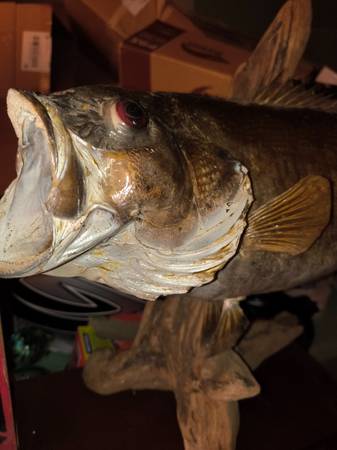 Vintage mounted bass decorative on drift wood - $150 (Louisville)62972000549505122