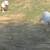Rehoming male and female English bulldog 2 thumbnail