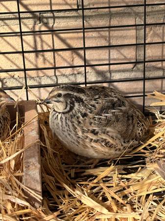 Coturnix Quail 1