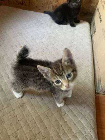 Gatitos adorables63821689990657123