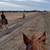 Belgian mare 3 thumbnail