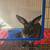 Mini Rex's 5 thumbnail