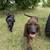 Plott puppies 2 thumbnail