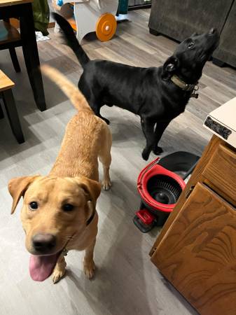 3 year old YELLOW LAB. (Longview)63842374171393123