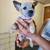 Red heeler puppies (Australian cattle dog) 11 thumbnail