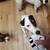 Lost Dog jrt 10lbs male 1 thumbnail