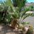 Buccaneer palms - Pseudophoenix sargentii 2 thumbnail