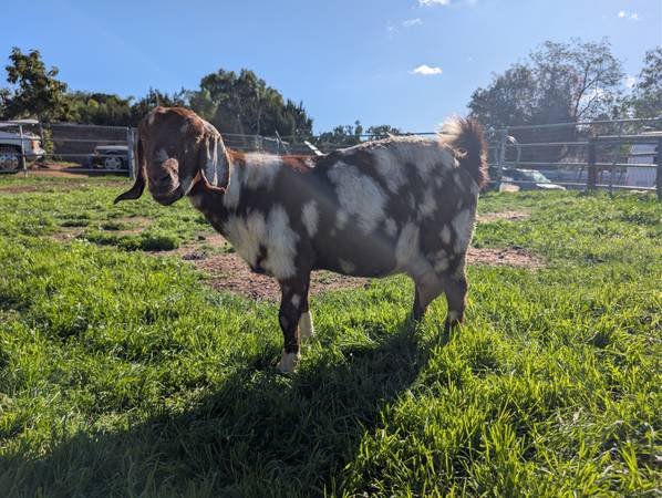 Dapple Boar Goat in Milk 1