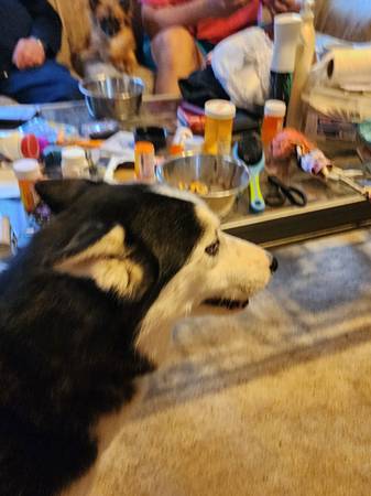 I need a new home (Rowley)64164490235778120