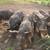 IPP feeder pigs/reserve half or whole hog 2 thumbnail
