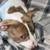 8 month old pitbull 2 thumbnail
