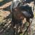 Baby Goats! 4 thumbnail