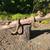 Antique Timber Harness 1 thumbnail