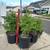 Tree sale 1 thumbnail