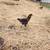 Birds 2 thumbnail