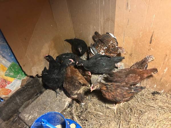 Baby chicks 1