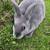 Standard Rex Rabbits 3 thumbnail