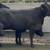 Bred Angus Replacement Heifers 9 thumbnail