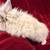 Lionhead bunnies 10 thumbnail