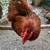 Cochin bantam and more breeders 2 thumbnail