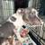 Catahoula blue nose 10 weeks old 1 thumbnail