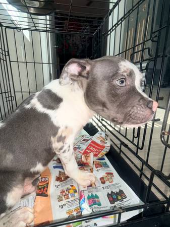 Catahoula blue nose 10 weeks old 1