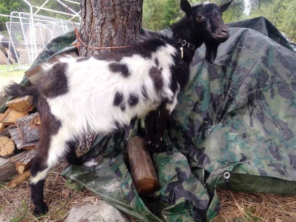 Nigerian dwarf buck 1