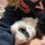 Rehoming guinea pigs 2 thumbnail