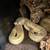 Rehoming King Snake Hybrid and Ball Python 4 thumbnail