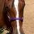 Bay filly 4 thumbnail