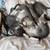 Kittens 1 thumbnail