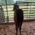 AQHA colt horse 3 thumbnail