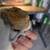 Bearded dragon with set up 2 thumbnail