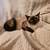 Siamese kittens 2 thumbnail
