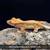 High quality Crested and Gargoyle geckos 6 thumbnail