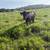 Wet bag cows 4 thumbnail