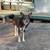 Looks like a Husky, acts like an old Aussie- Perfect family dog 2 thumbnail