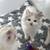 Ragdoll 2 thumbnail