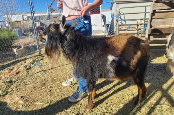 Polled Nigerian Dwarf Buck 1