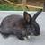 Small breed rabbits 2 thumbnail