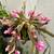 Christmas Cactus flower plant 1 thumbnail